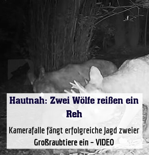 Kamerafalle fängt erfolgreiche Jagd zweier Großraubtiere ein – VIDEO