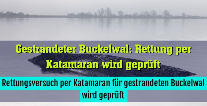 Rettungsversuch per Katamaran für gestrandeten Buckelwal wird geprüft