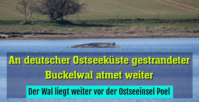 Der Wal liegt weiter vor der Ostseeinsel Poel