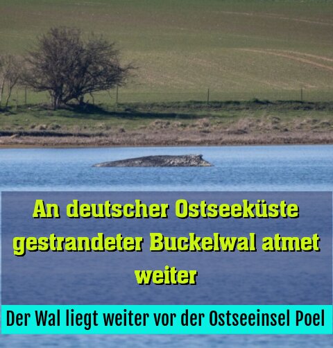 Der Wal liegt weiter vor der Ostseeinsel Poel