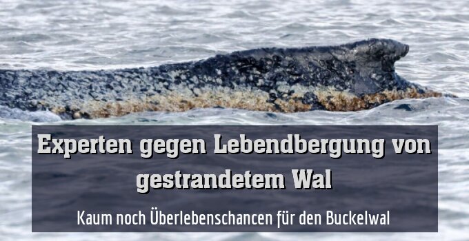 Kaum noch Überlebenschancen für den Buckelwal