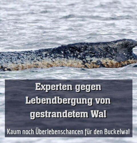 Kaum noch Überlebenschancen für den Buckelwal