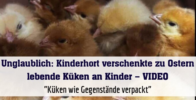 Unglaublich: Kinderhort verschenkte zu Ostern lebende Küken an Kinder – VIDEO