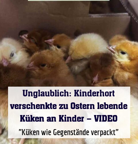 Unglaublich: Kinderhort verschenkte zu Ostern lebende Küken an Kinder – VIDEO