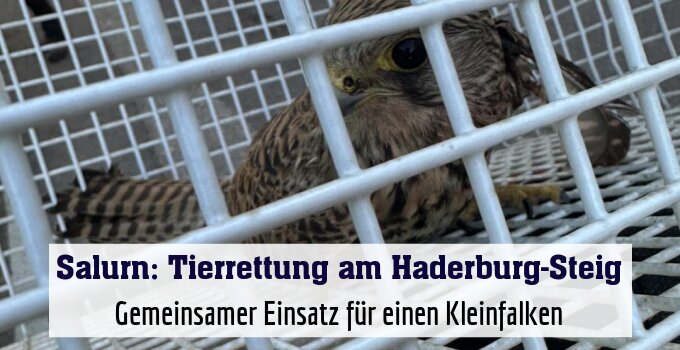 Gemeinsamer Einsatz für einen Kleinfalken