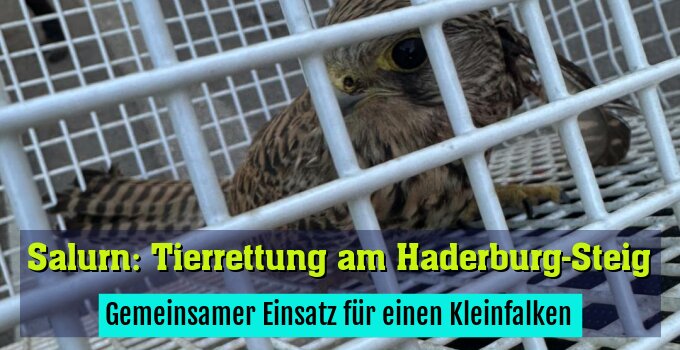 Gemeinsamer Einsatz für einen Kleinfalken