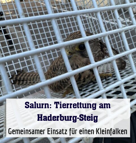 Gemeinsamer Einsatz für einen Kleinfalken