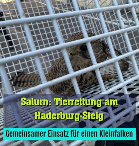 Gemeinsamer Einsatz für einen Kleinfalken