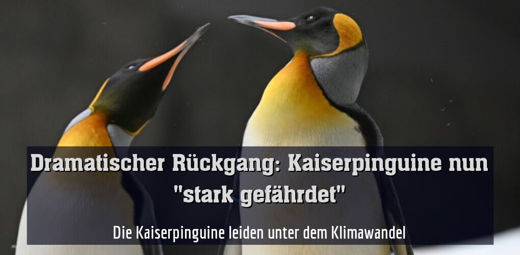 Die Kaiserpinguine leiden unter dem Klimawandel