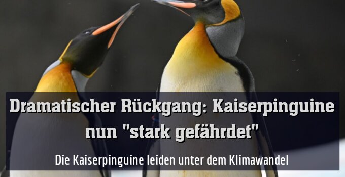 Die Kaiserpinguine leiden unter dem Klimawandel