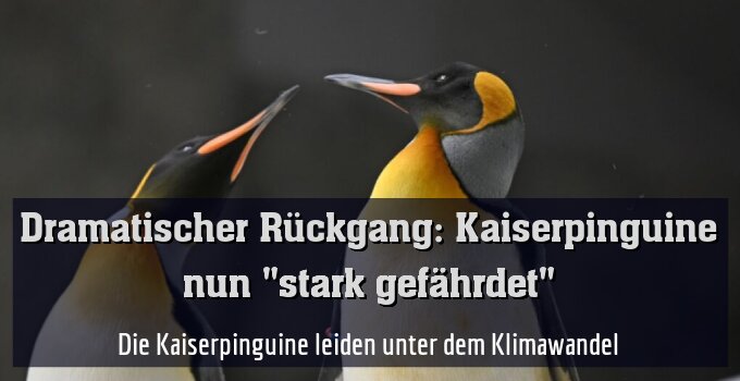 Die Kaiserpinguine leiden unter dem Klimawandel