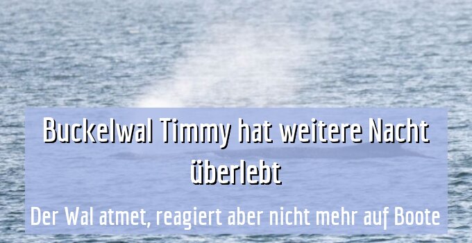 Der Wal atmet, reagiert aber nicht mehr auf Boote