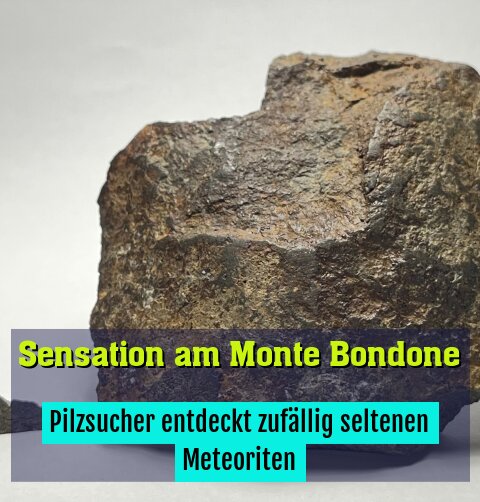 Pilzsucher entdeckt zufällig seltenen Meteoriten