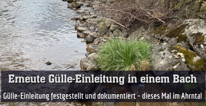 Fischereiberechtigte haben eine Gülle-Einleitung festgestellt und dokumentiert – dieses Mal im Ahrntal
