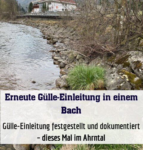 Fischereiberechtigte haben eine Gülle-Einleitung festgestellt und dokumentiert – dieses Mal im Ahrntal