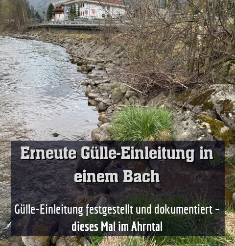 Fischereiberechtigte haben eine Gülle-Einleitung festgestellt und dokumentiert – dieses Mal im Ahrntal