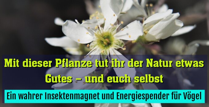 Ein wahrer Insektenmagnet und Energiespender für Vögel