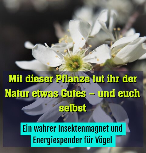 Ein wahrer Insektenmagnet und Energiespender für Vögel