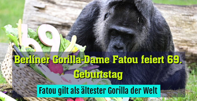 Fatou gilt als ältester Gorilla der Welt