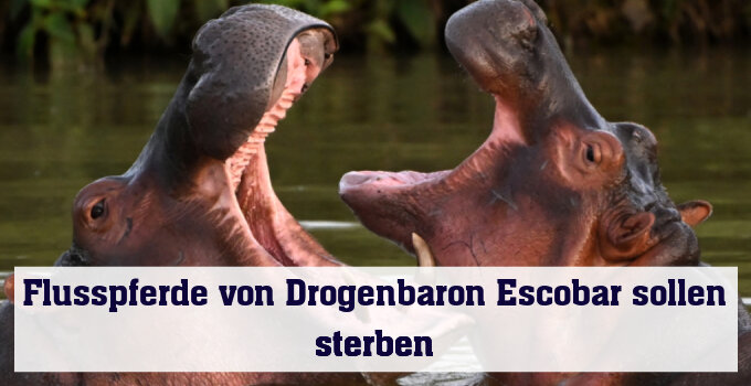 Escobars Nilpferde sollen sterben