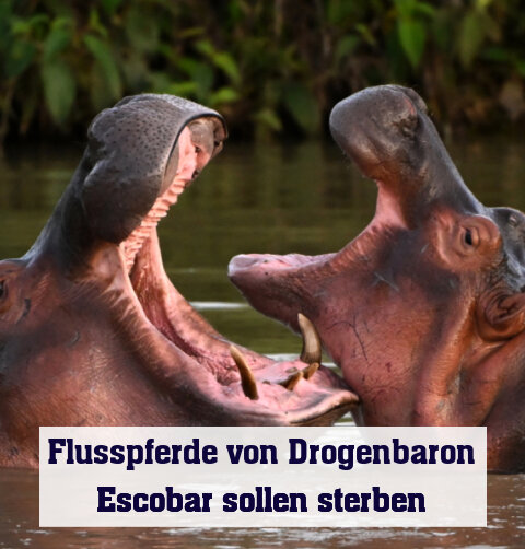 Escobars Nilpferde sollen sterben