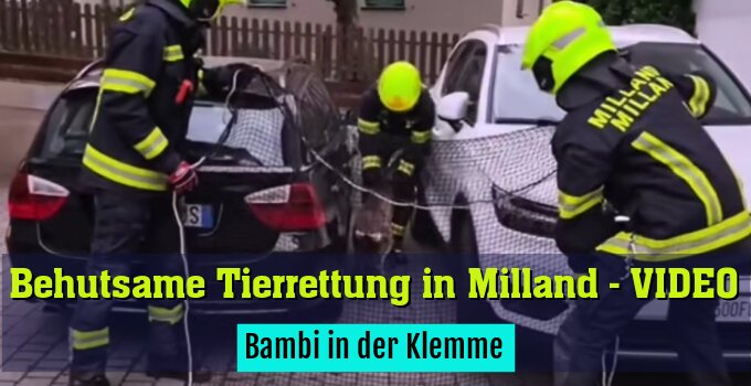 Bambi in der Klemme