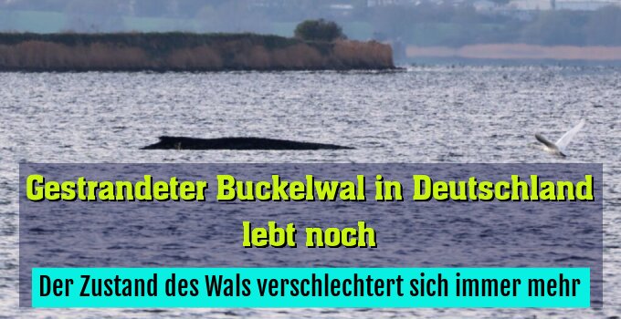 Der Zustand des Wals verschlechtert sich immer mehr