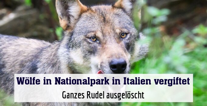 Ganzes Rudel ausgelöscht