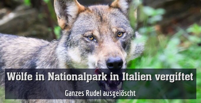 Ganzes Rudel ausgelöscht