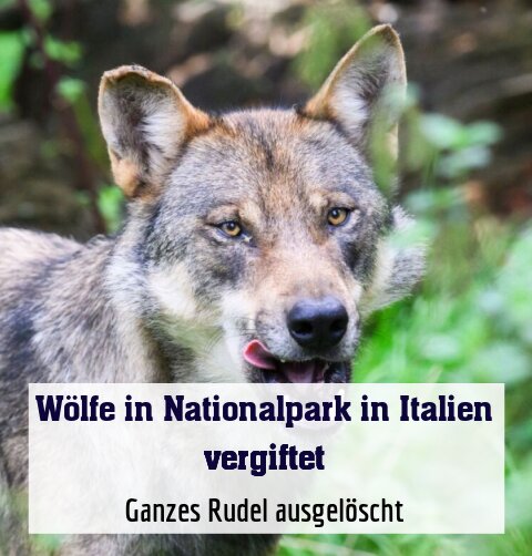 Ganzes Rudel ausgelöscht