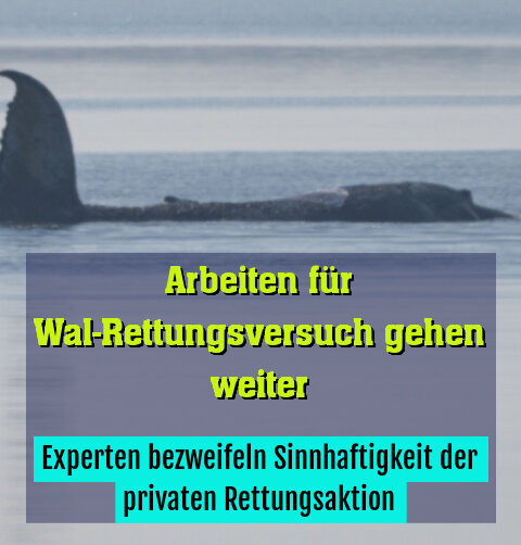 Experten bezweifeln Sinnhaftigkeit der privaten Rettungsaktion