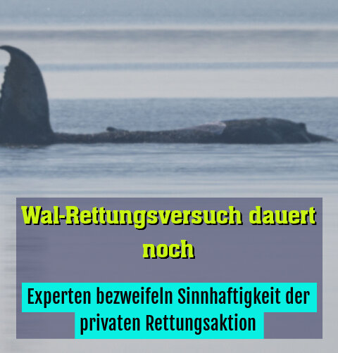Experten bezweifeln Sinnhaftigkeit der privaten Rettungsaktion