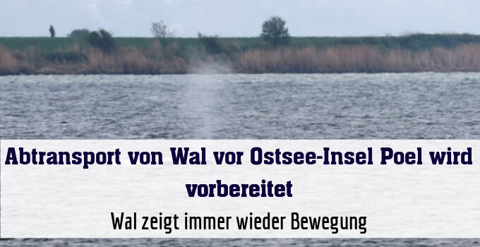 Wal zeigt immer wieder Bewegung