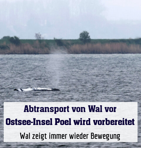 Wal zeigt immer wieder Bewegung