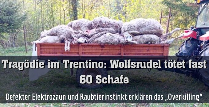 Defekter Elektrozaun und Raubtierinstinkt erklären das „Overkilling“