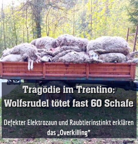 Defekter Elektrozaun und Raubtierinstinkt erklären das „Overkilling“