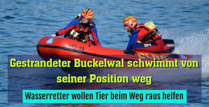 Wasserretter wollen Tier beim Weg raus helfen