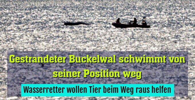 Überlebenschance des Buckelwals weiter unklar
