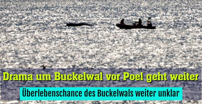 Überlebenschance des Buckelwals weiter unklar