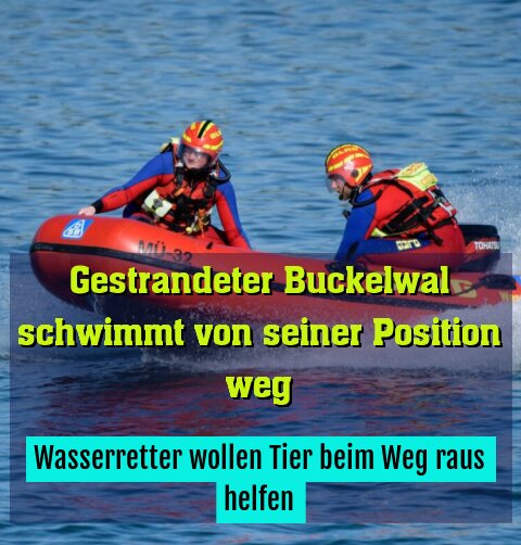 Wasserretter wollen Tier beim Weg raus helfen