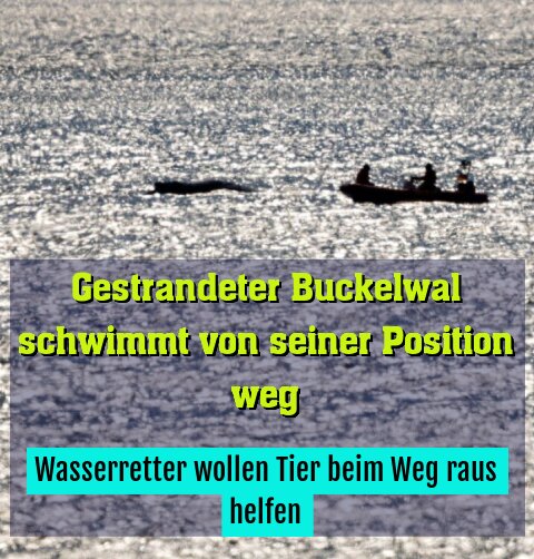 Überlebenschance des Buckelwals weiter unklar