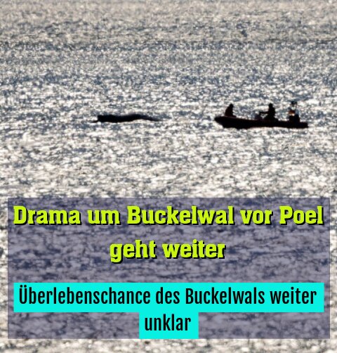 Überlebenschance des Buckelwals weiter unklar