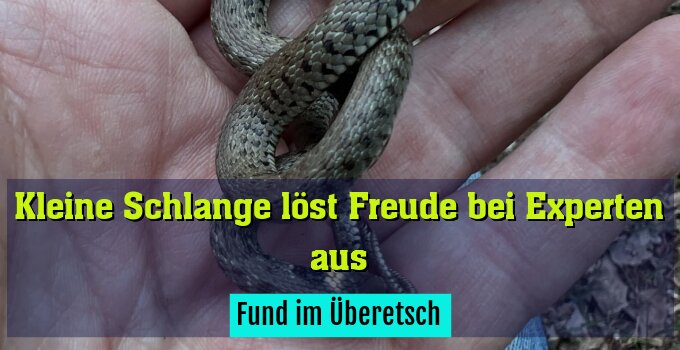 Fund im Überetsch