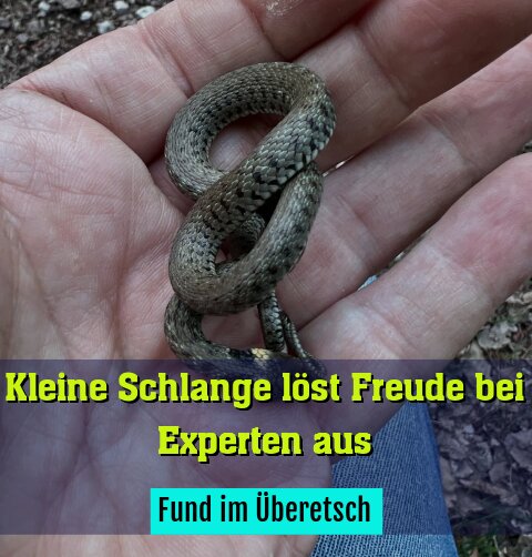 Fund im Überetsch