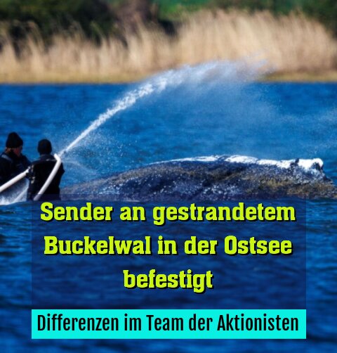 Differenzen im Team der Aktionisten