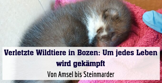 Von Amsel bis Steinmarder