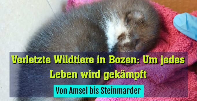 Von Amsel bis Steinmarder