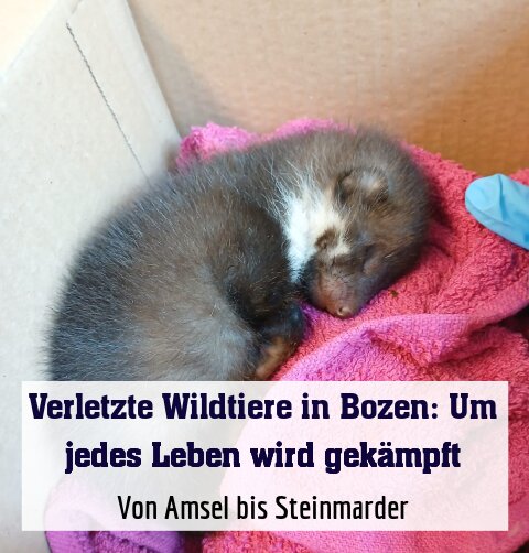 Von Amsel bis Steinmarder