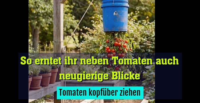Tomaten kopfüber ziehen