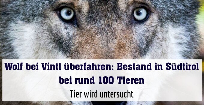 Tier wird untersucht